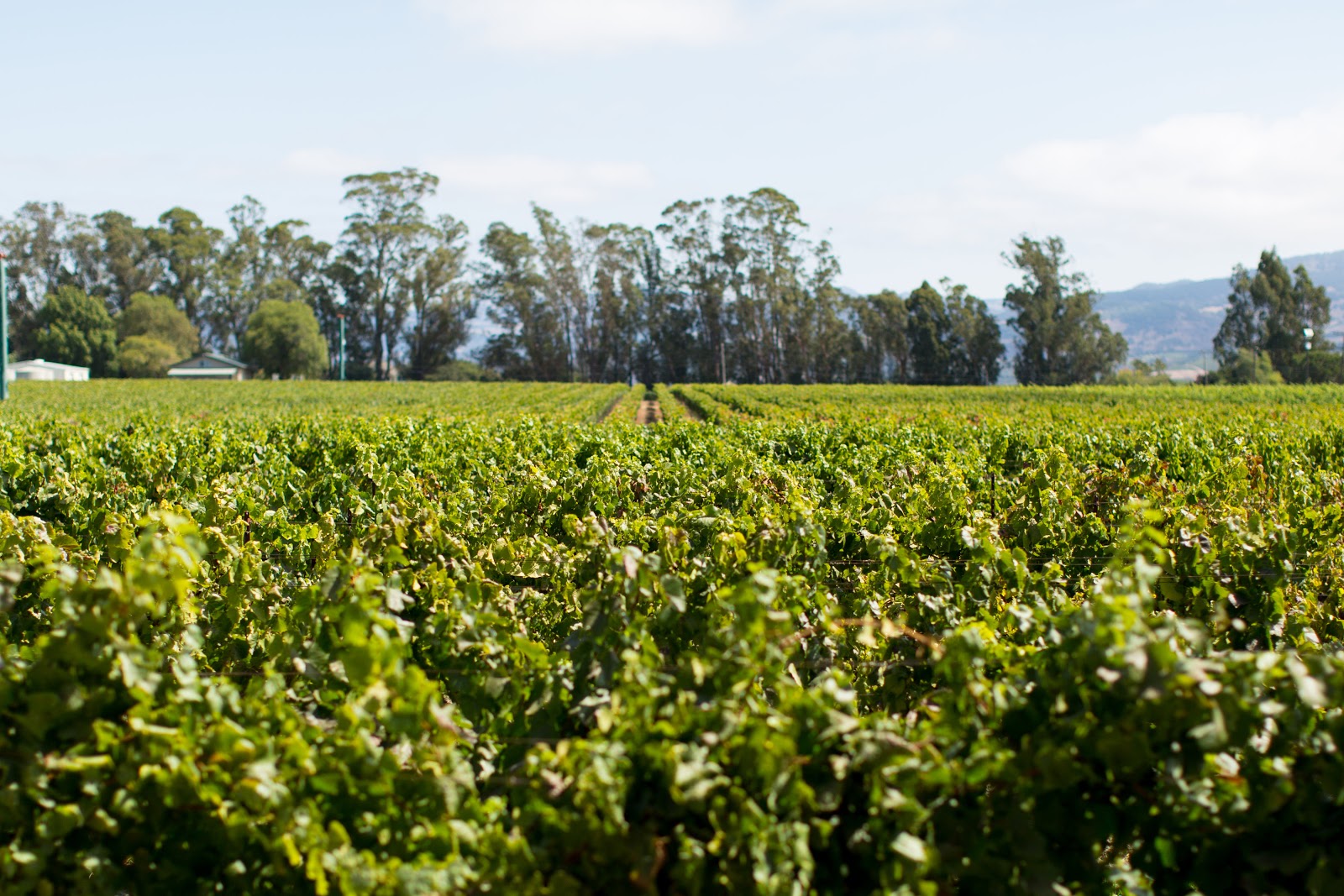 Photo of Ceja Vineyards