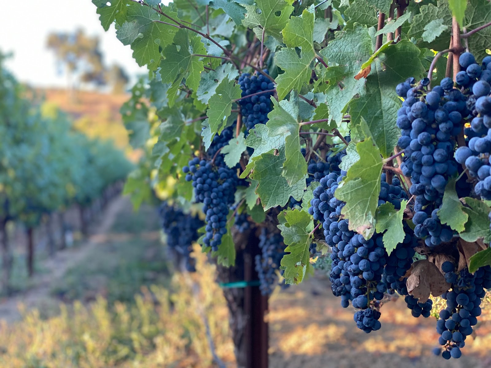 Fontanella Family Winery