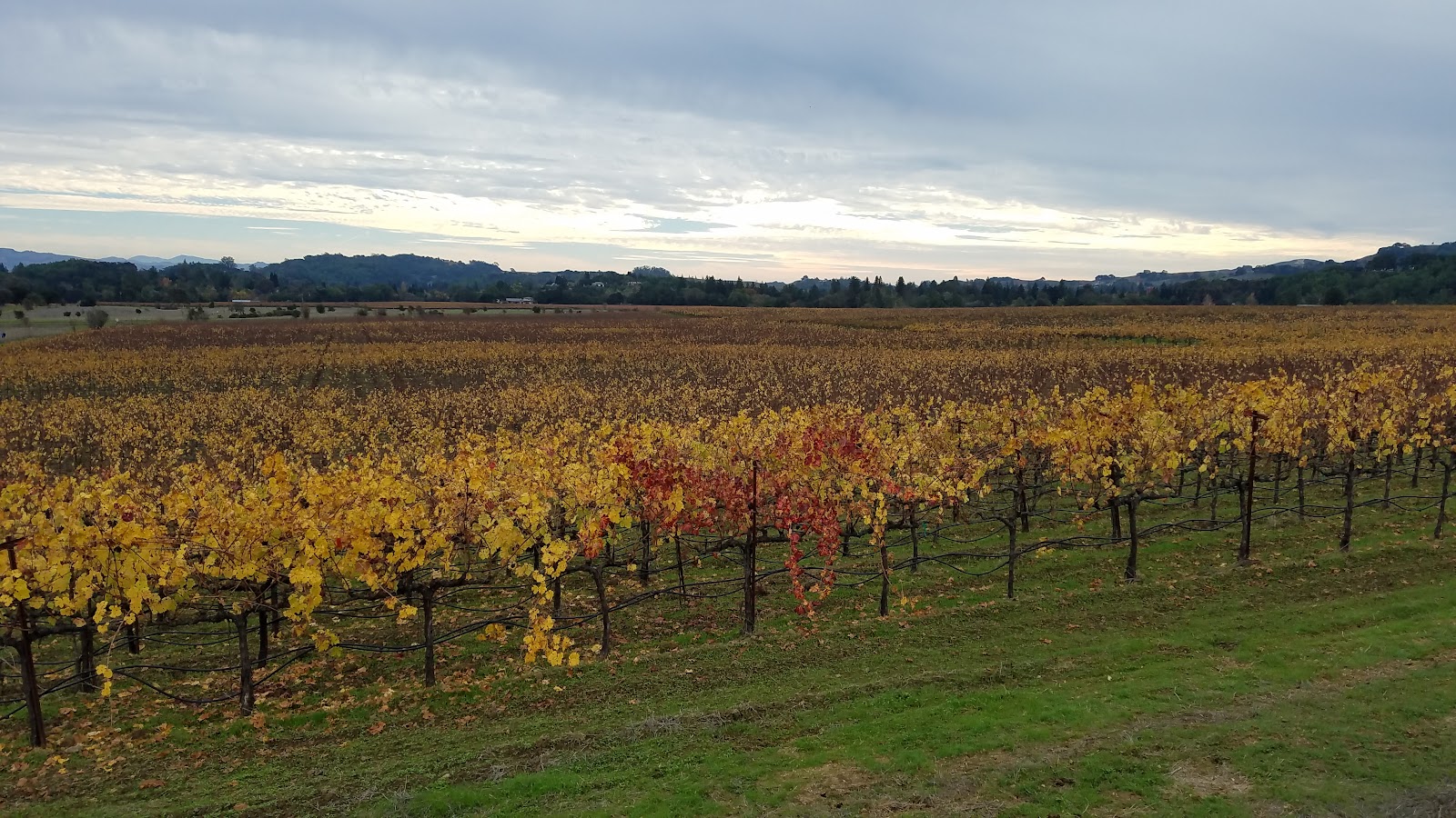 Hendry Winery