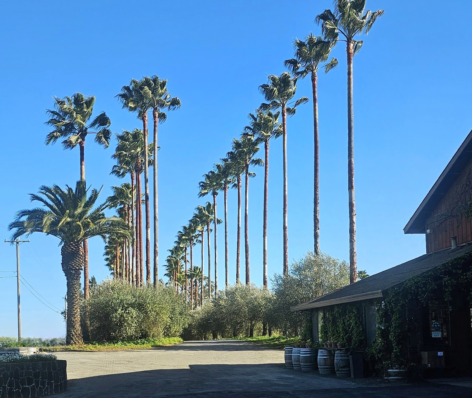 Photo of Iron Horse Vineyards