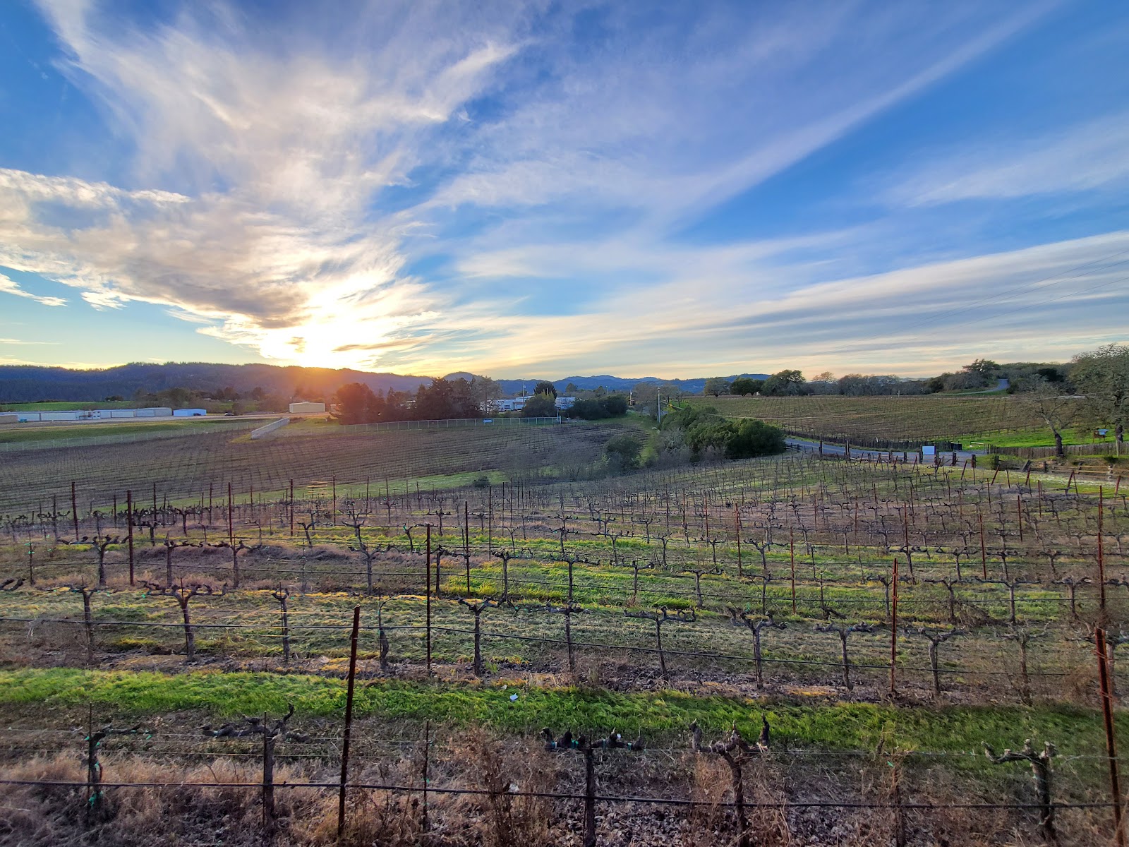 Mazzocco Sonoma