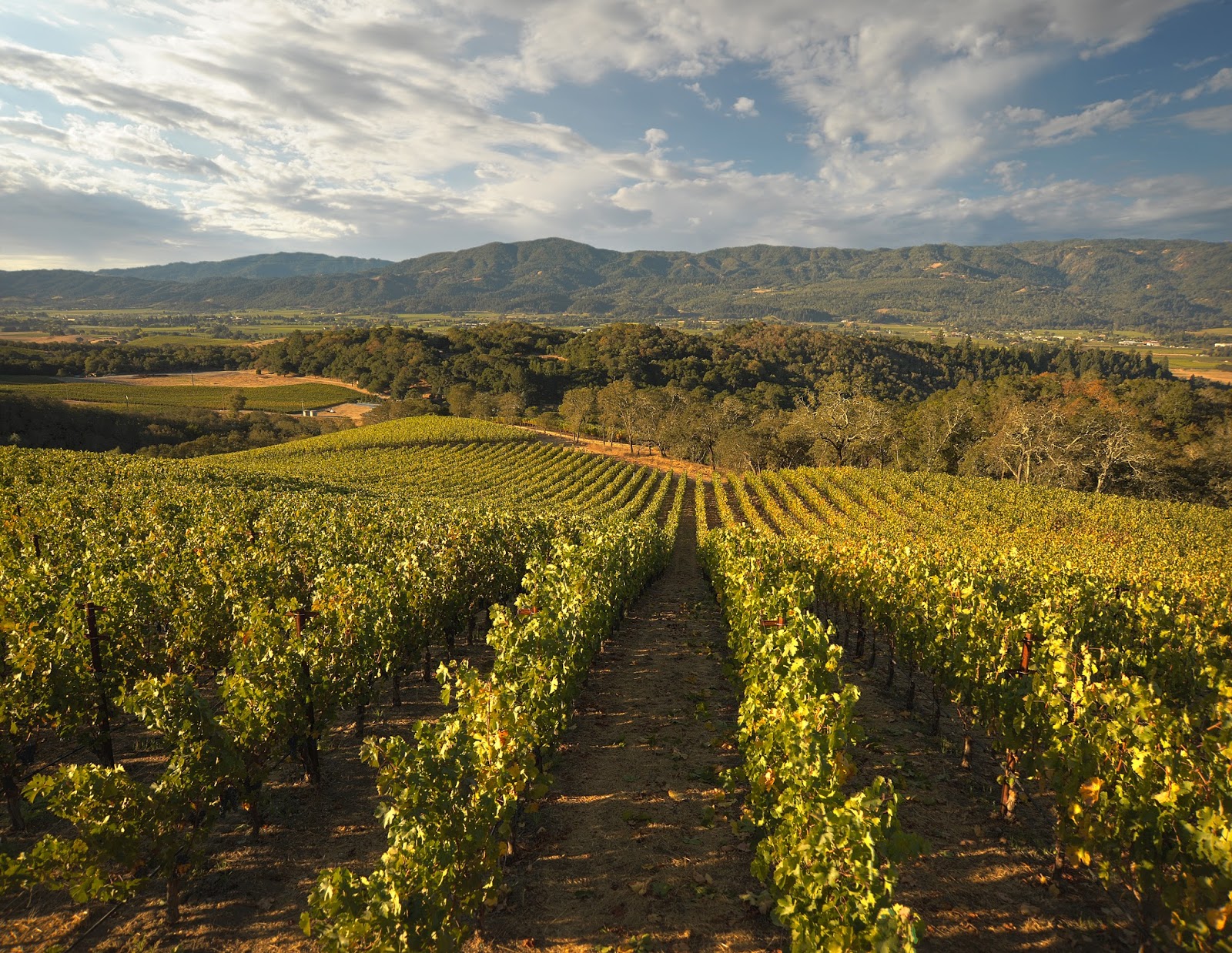Merryvale Vineyards
