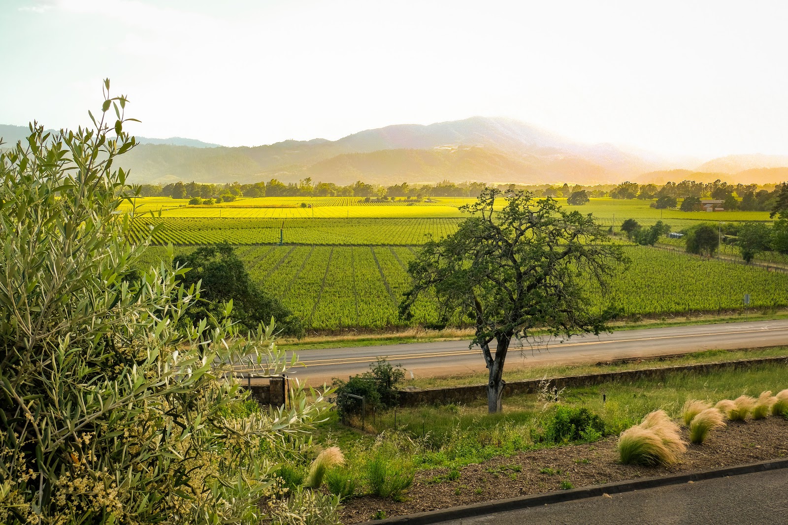 Miner Family Winery