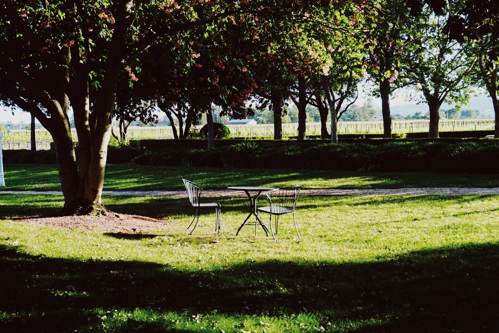 Monticello Vineyards