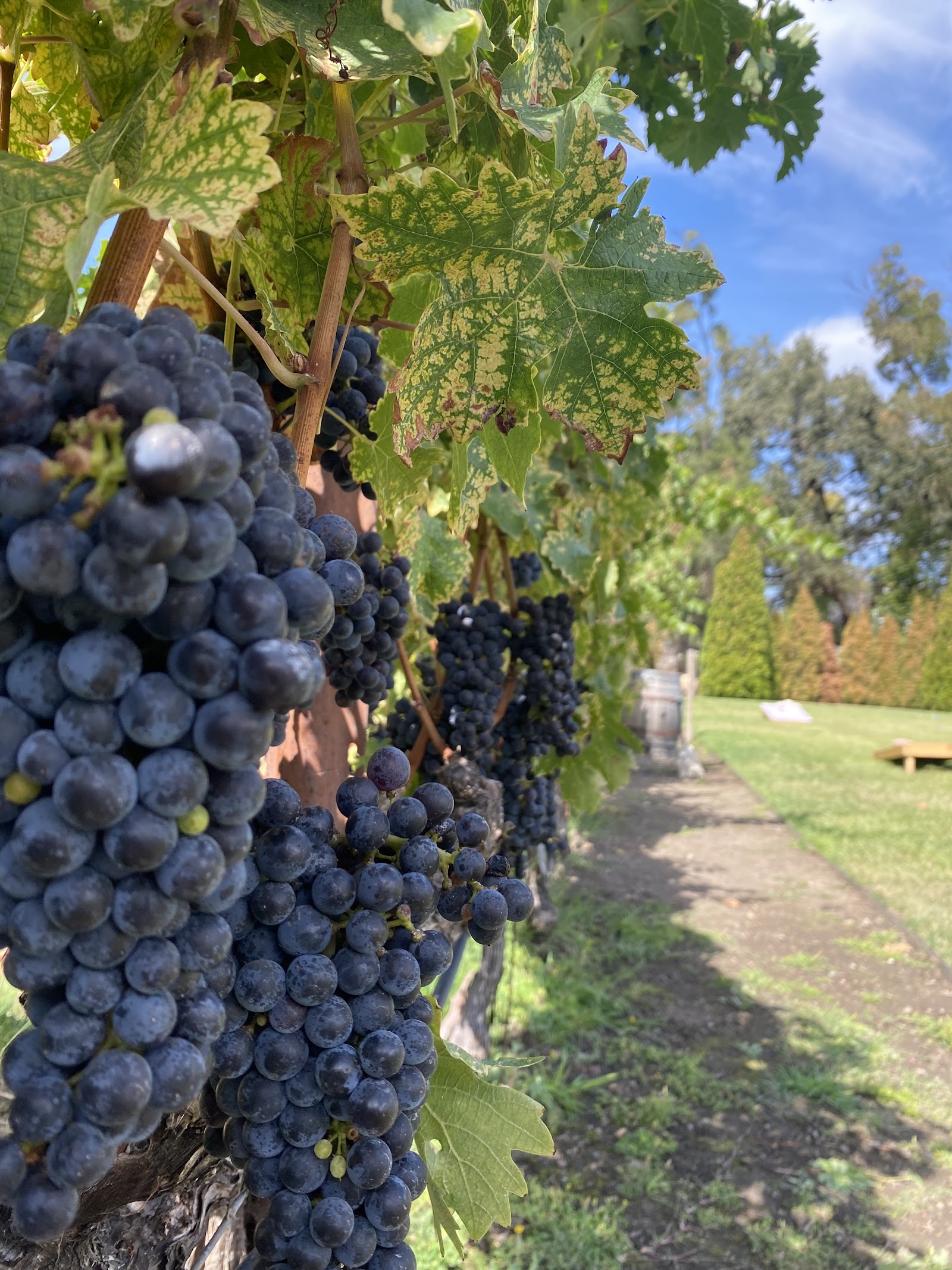 Photo of Napa Cellars