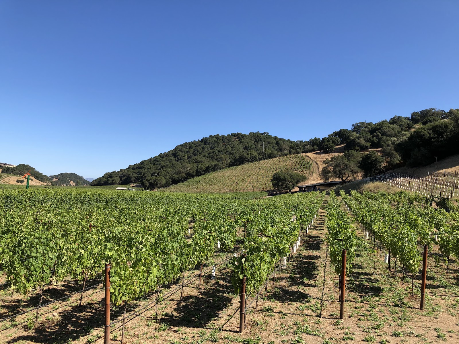 Photo of Odette Estate Winery