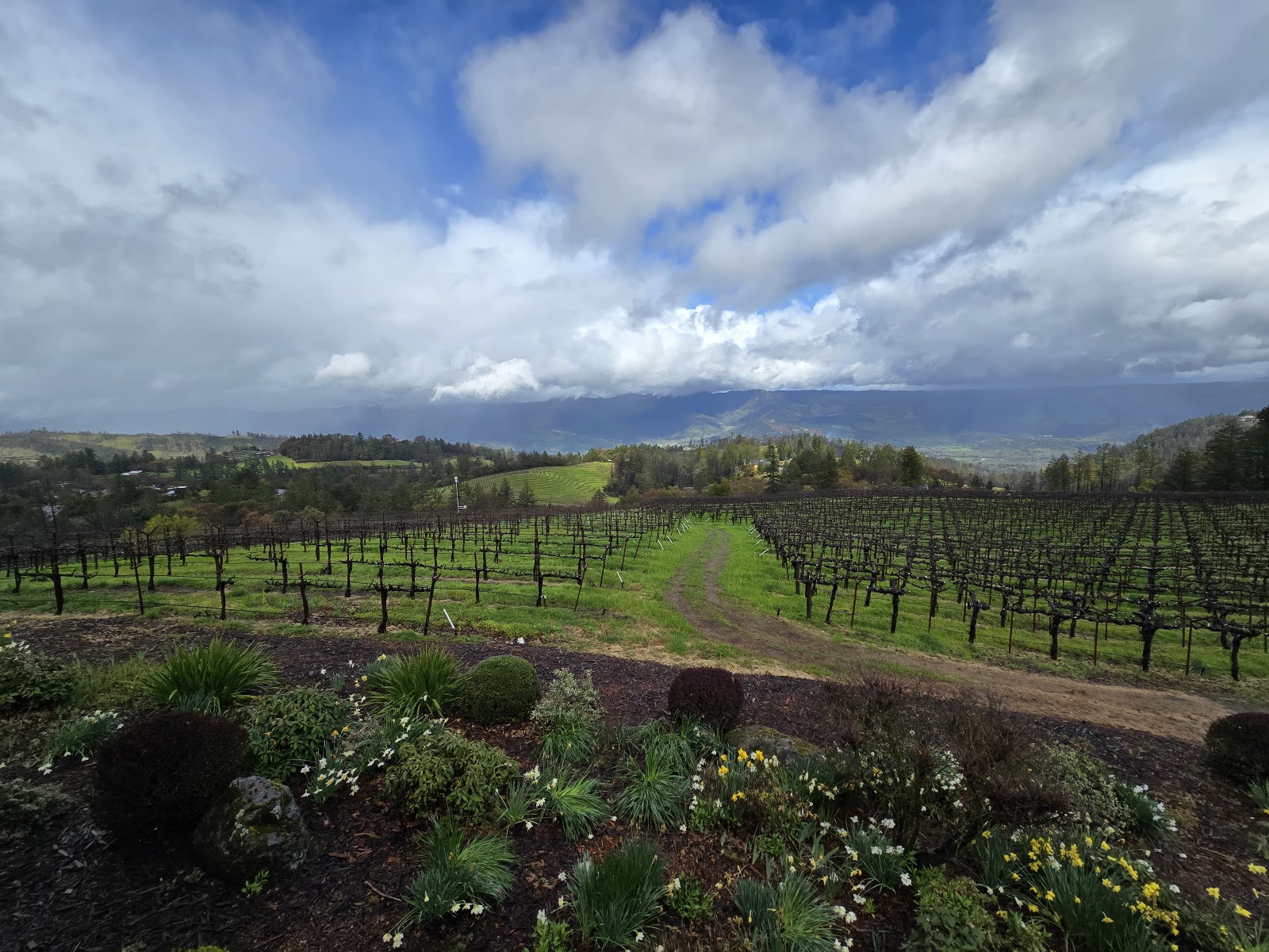Photo of Paloma Vineyard
