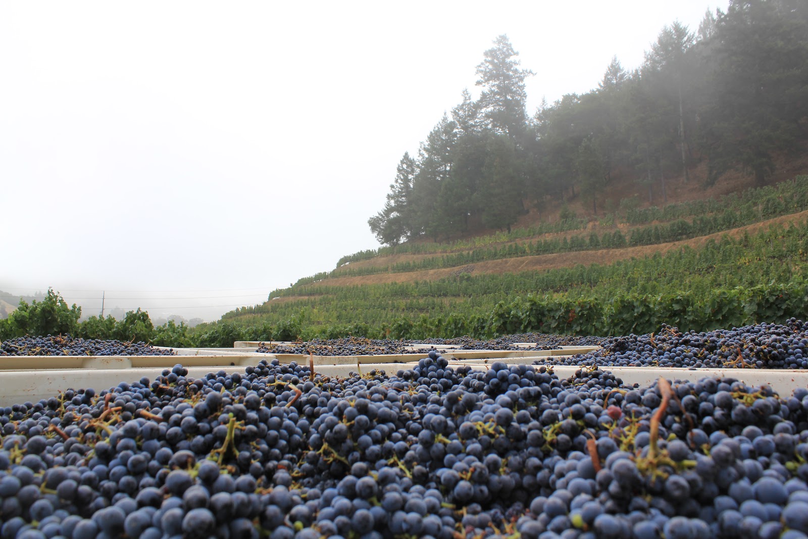 Pine Ridge Vineyards