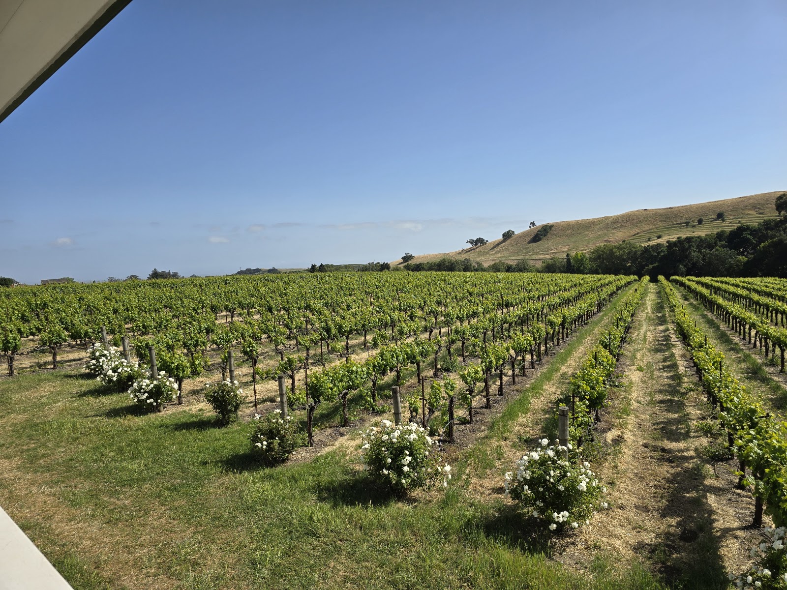 RuVango Winery