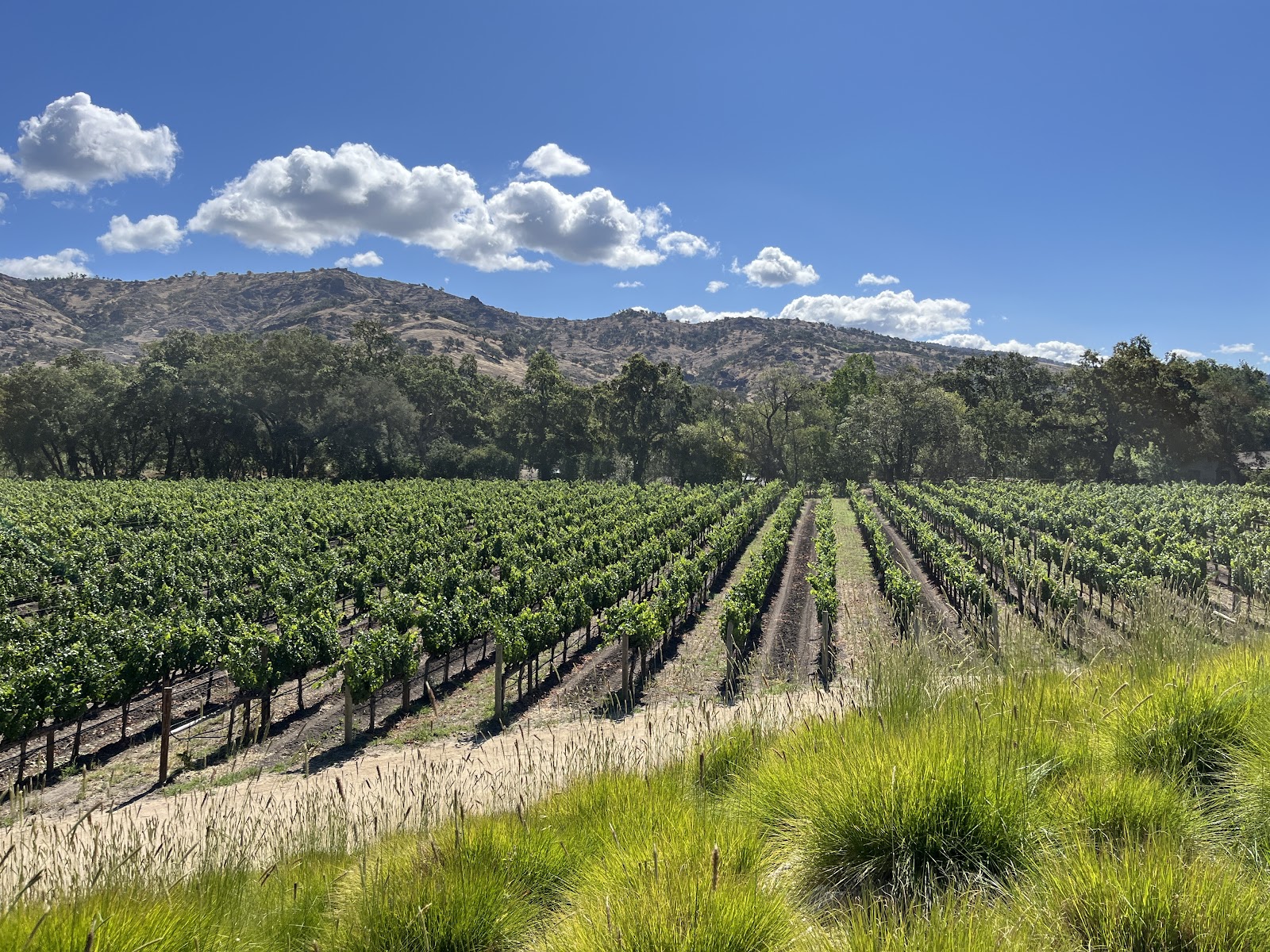 Photo of Stag's Leap Wine Cellars