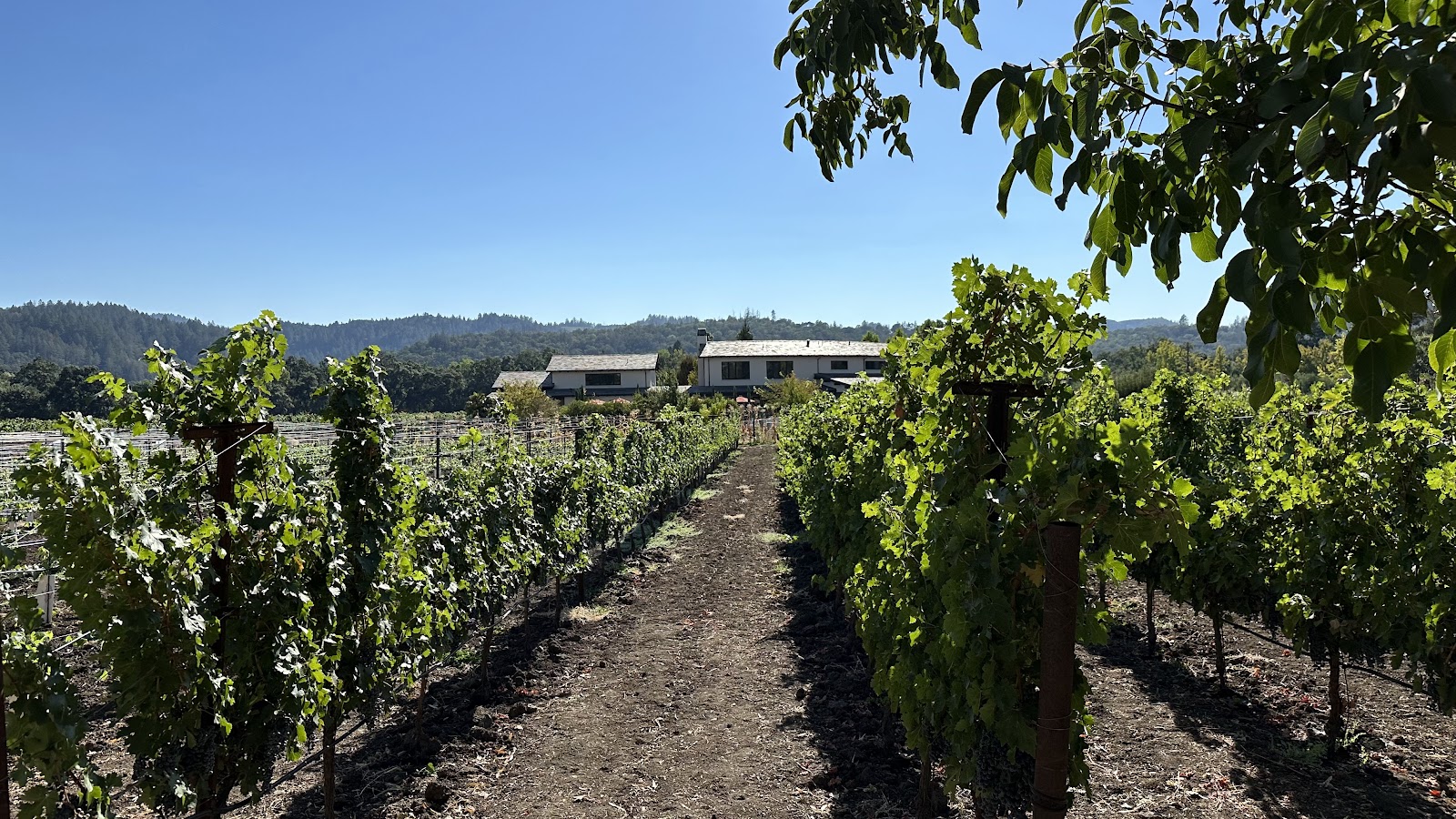 Photo of Tedeschi Family Winery - Napa Valley, CA